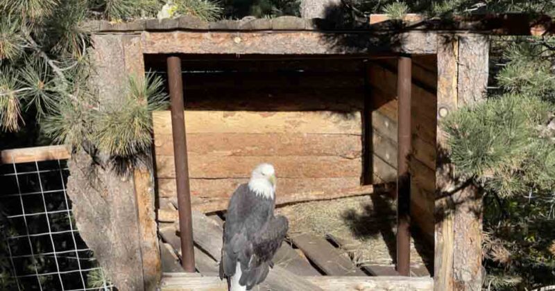 Cheyenne Mountain Zoo eagle