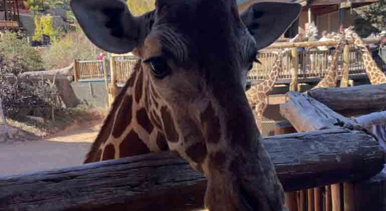 Cheyenne Mountain Zoo giraffe Cheyenne Mountain Zoo giraffe