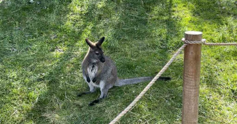 Cheyenne Mountain Zoo kangaroo