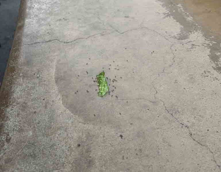 Pizza Port Bressi Ranch bugs Pizza Port Bressi Ranch bugs