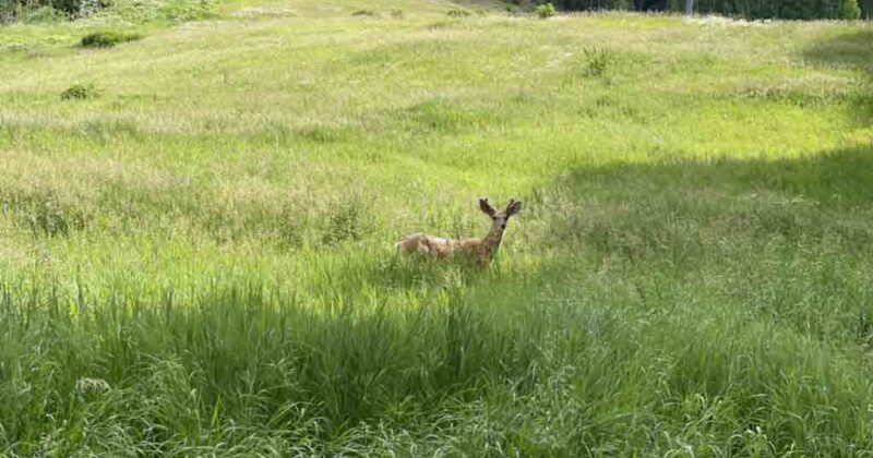 Vail Ski Resort deer