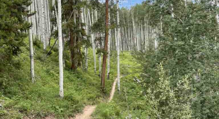 Vail Ski Resort trail with trees