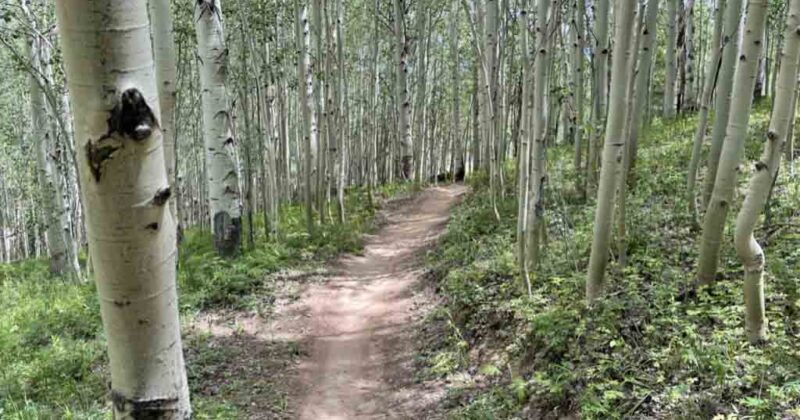 Vail Ski Resort trails wooded