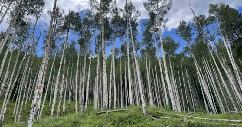 Vail Ski Resort trees